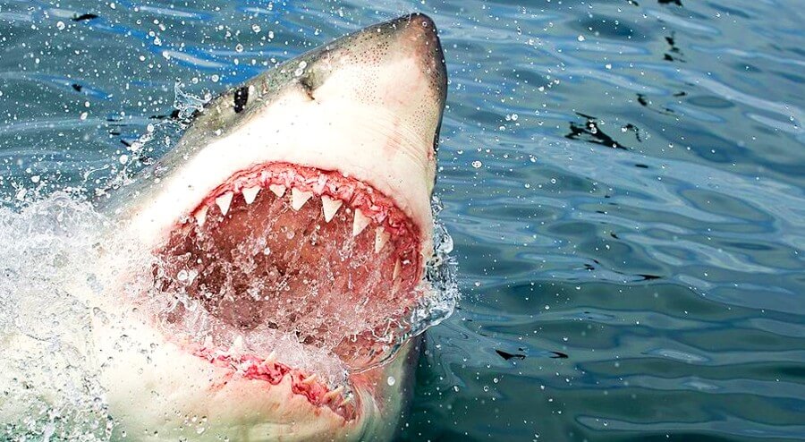 shark attack sydney video