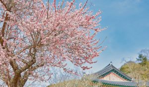 South Korea cherry blossoms